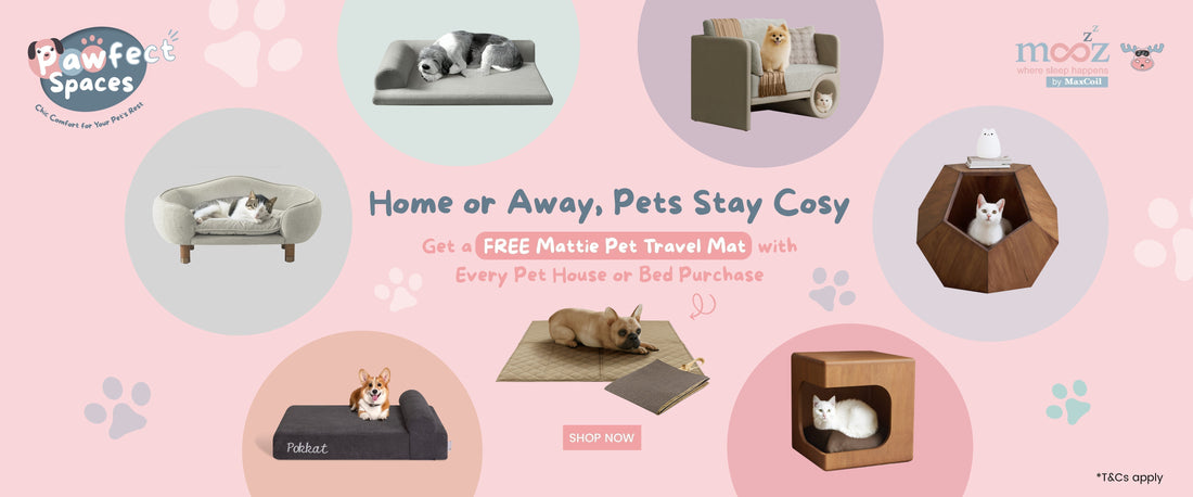 Paws Up for Comfier Days!